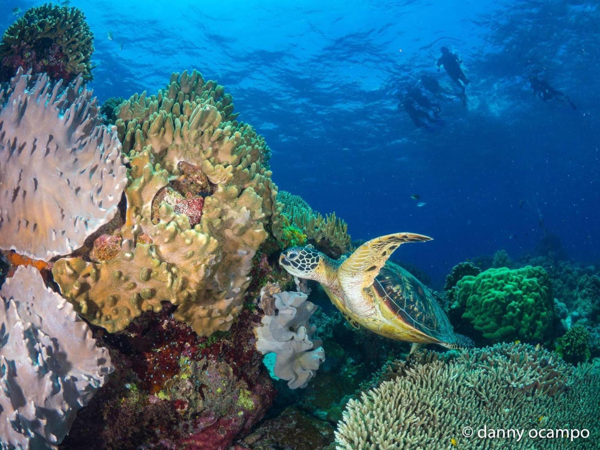 Liberty'S Lodge And Diving - Apo Island Dumaguete City Exteriér fotografie