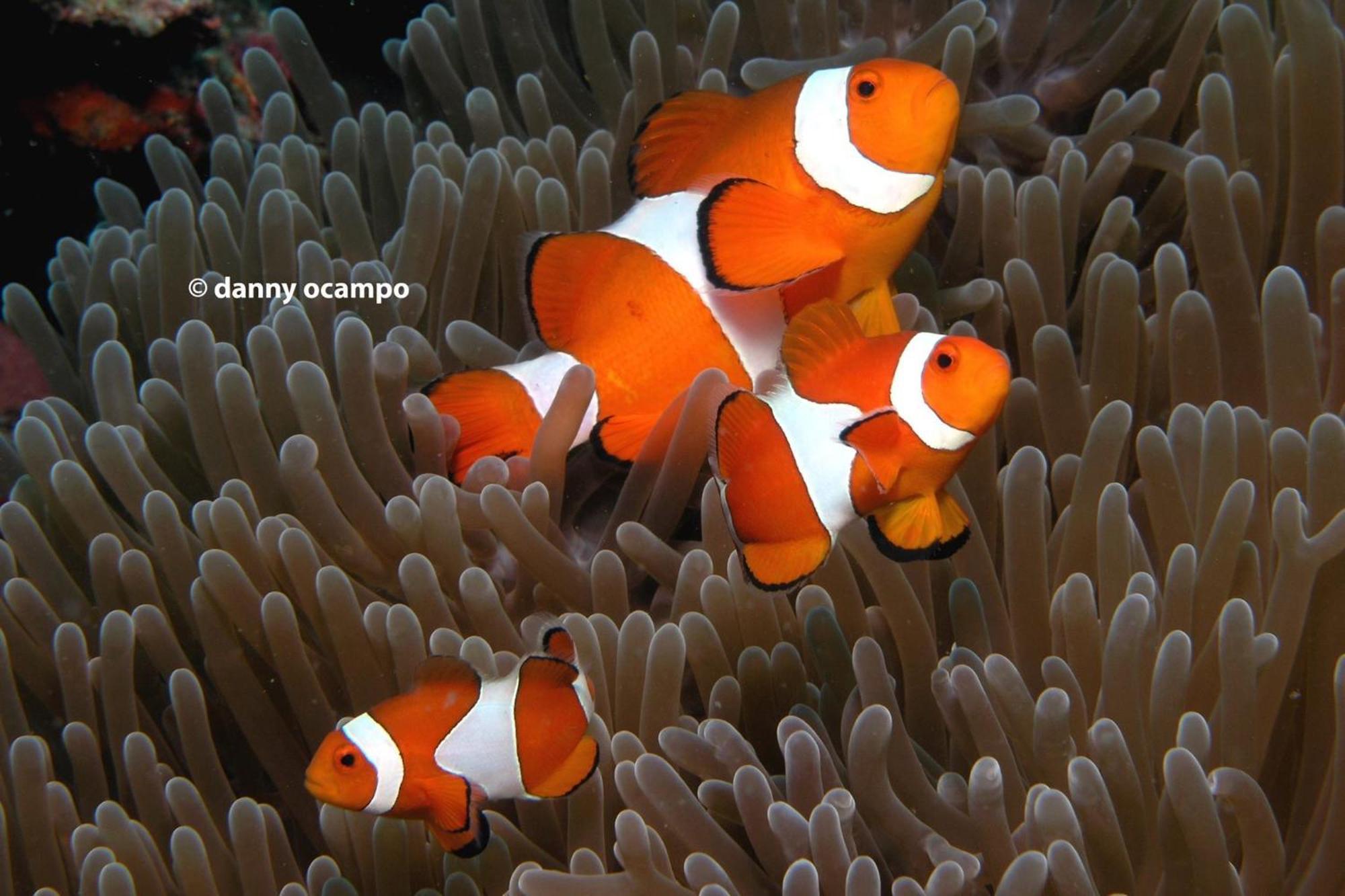 Liberty'S Lodge And Diving - Apo Island Dumaguete City Exteriér fotografie